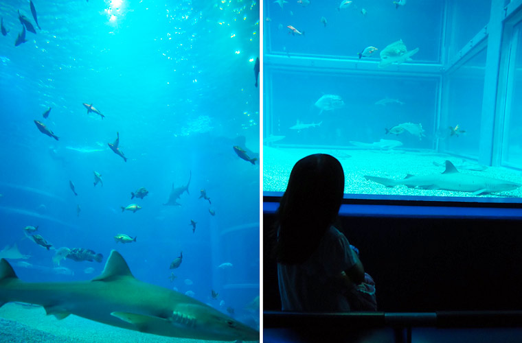 海遊館の水槽の中の魚たちを眺めることができるスポットも