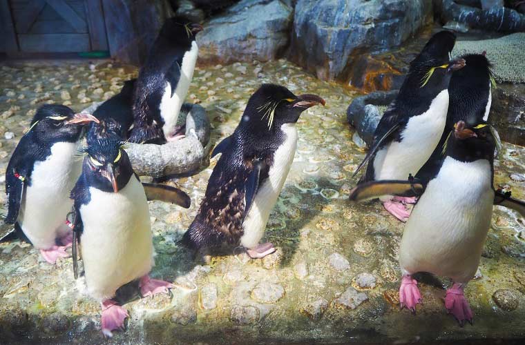 手が届きそうな距離にペンギンが