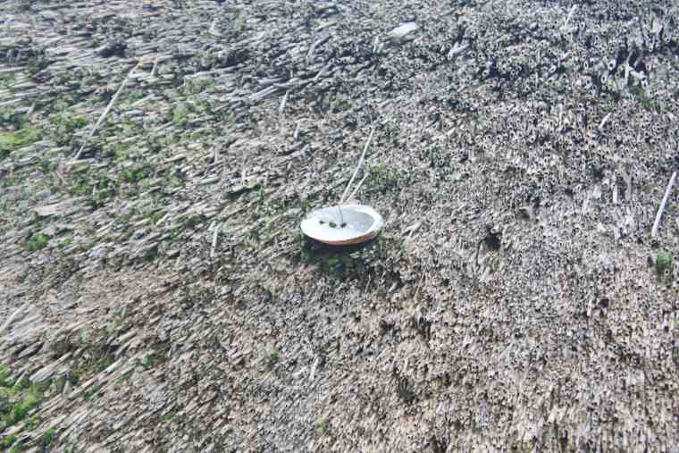 東大寺　依水園