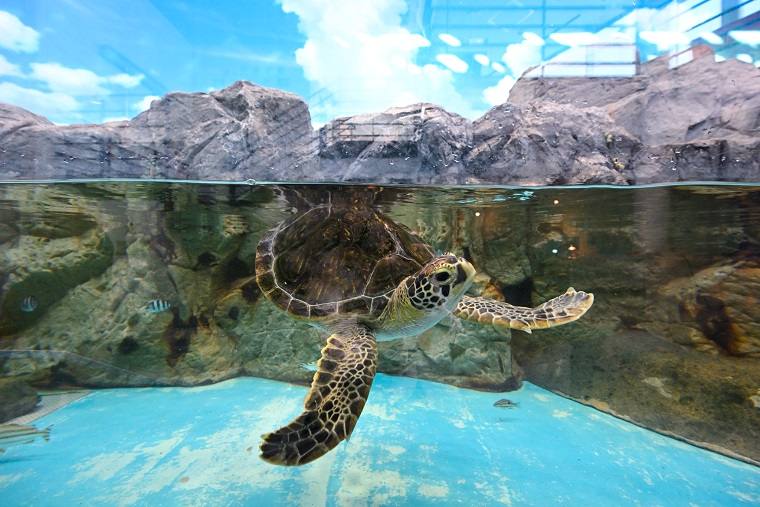 日和佐うみがめ博物館カレッタ