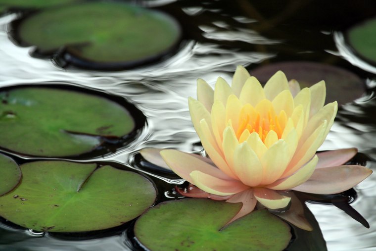6月〜9月には作品の周りの池に本物の睡蓮が咲きます