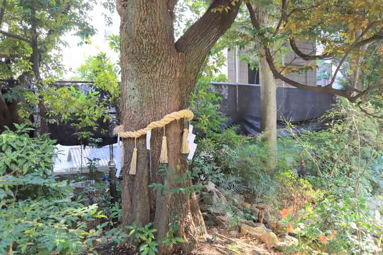 東京大神宮 御神木