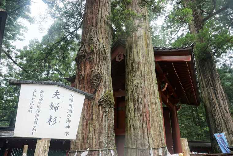 日光東照宮 二荒山神社 夫婦杉