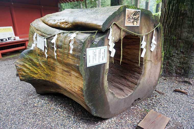 日光東照宮 二荒山神社 樹齢約550年のご神木