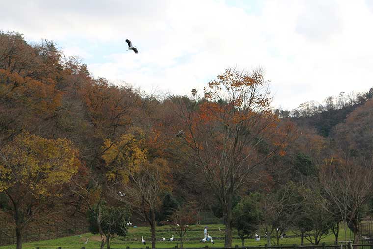コウノトリが舞う空　いのちを育む兵庫県豊岡市の挑戦