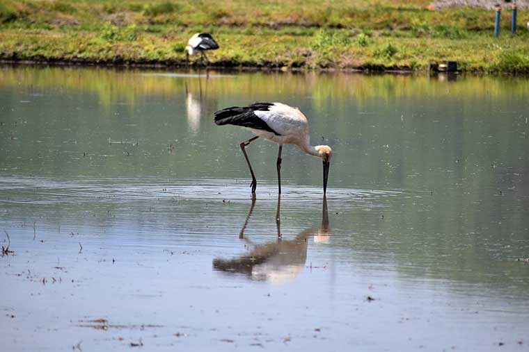 コウノトリが舞う空　いのちを育む兵庫県豊岡市の挑戦