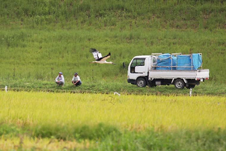 コウノトリが舞う空　いのちを育む兵庫県豊岡市の挑戦