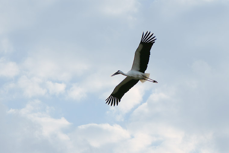 コウノトリが舞う空　いのちを育む兵庫県豊岡市の挑戦