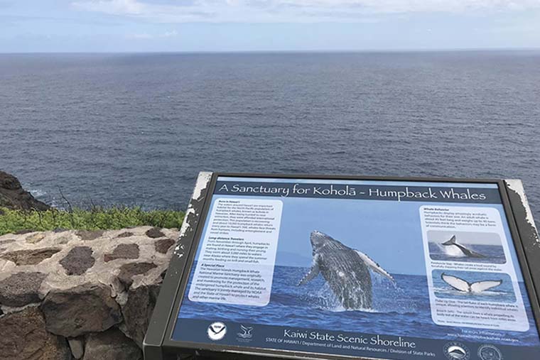 マカプウ岬　ザトウクジラ