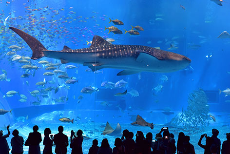 沖縄定期観光バス