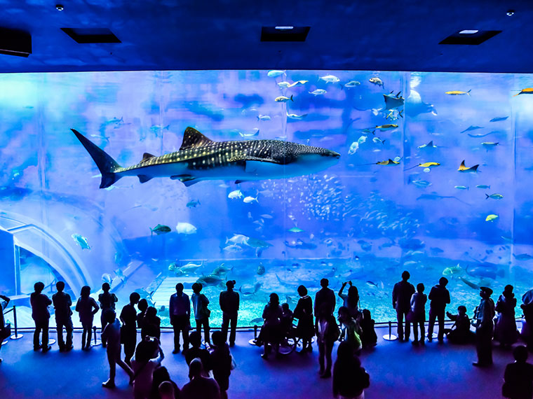 ジンベエザメ水槽