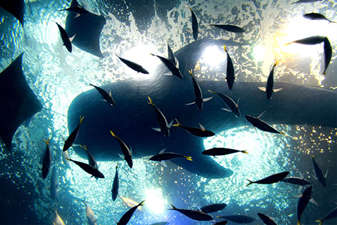 ジンベイザメ下から