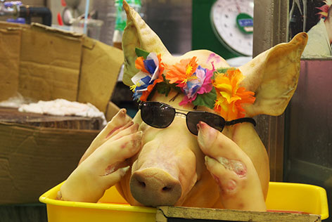 サングラスの豚