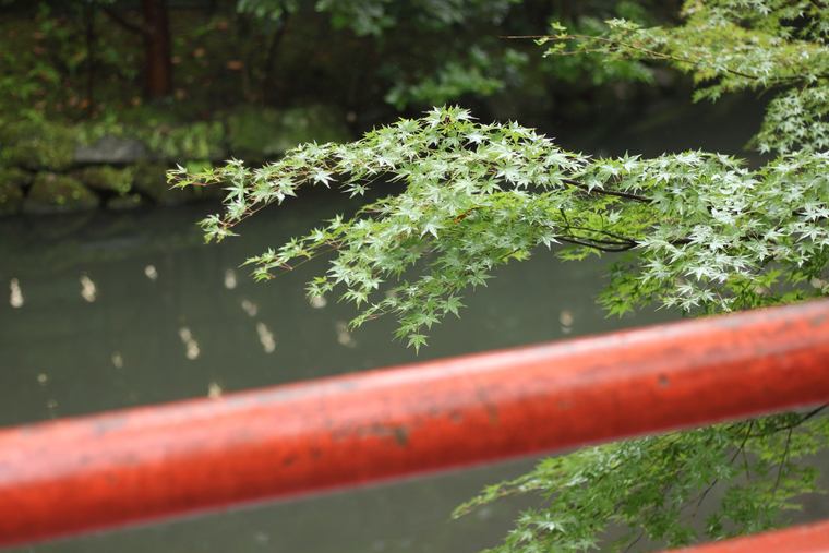 鶴岡八幡宮 紅葉