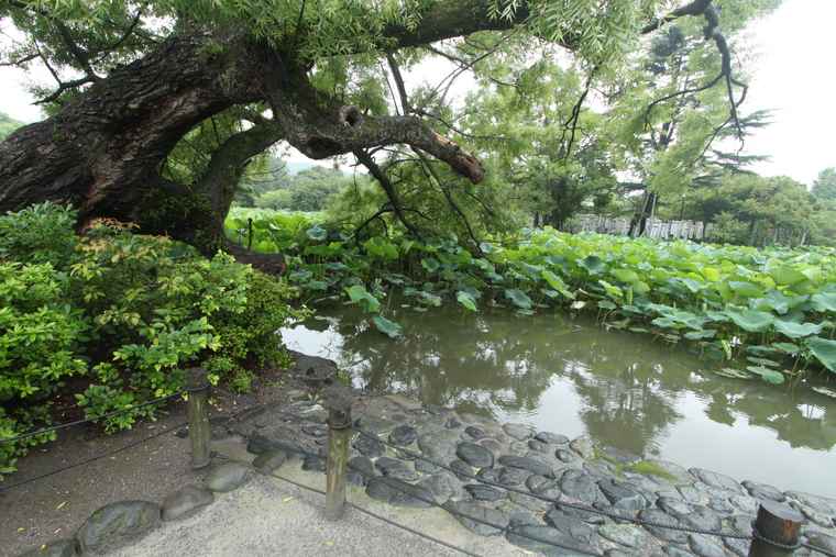 鶴岡八幡宮 源平池