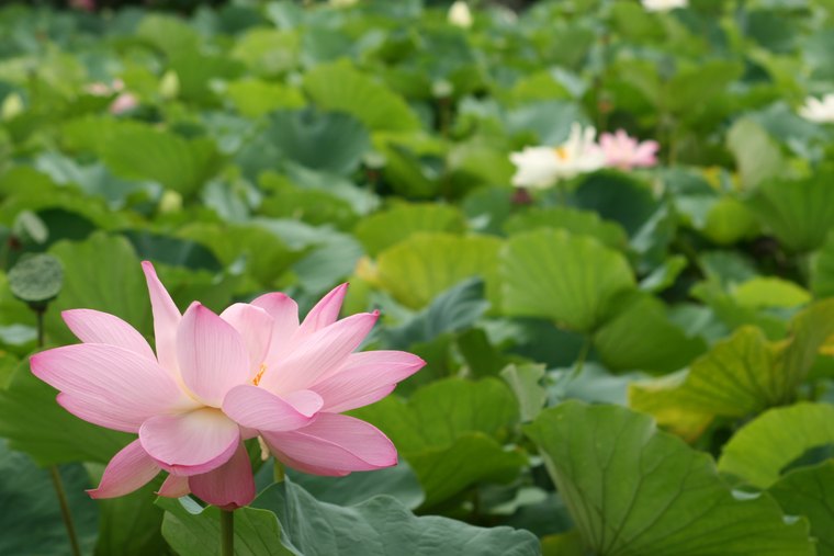 鶴岡八幡宮 源平池 蓮
