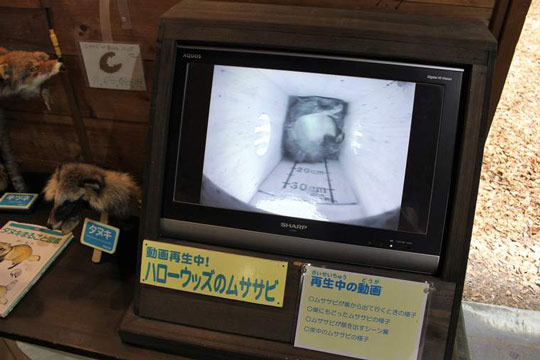 ツインリンクもてぎ むささび