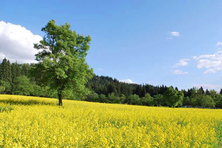 魚沼の里　魚沼の里ガーデン