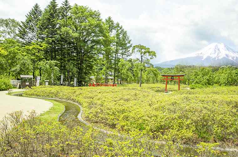 忍野しのびの里