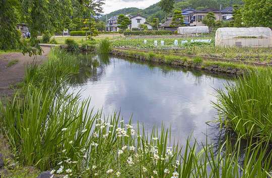 忍野八海　菖蒲池