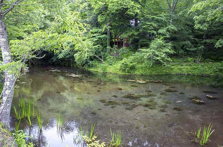 忍野八海　出口池