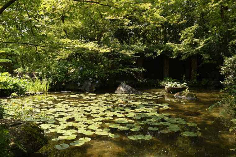 アサヒビール大山崎山荘美術館の睡蓮