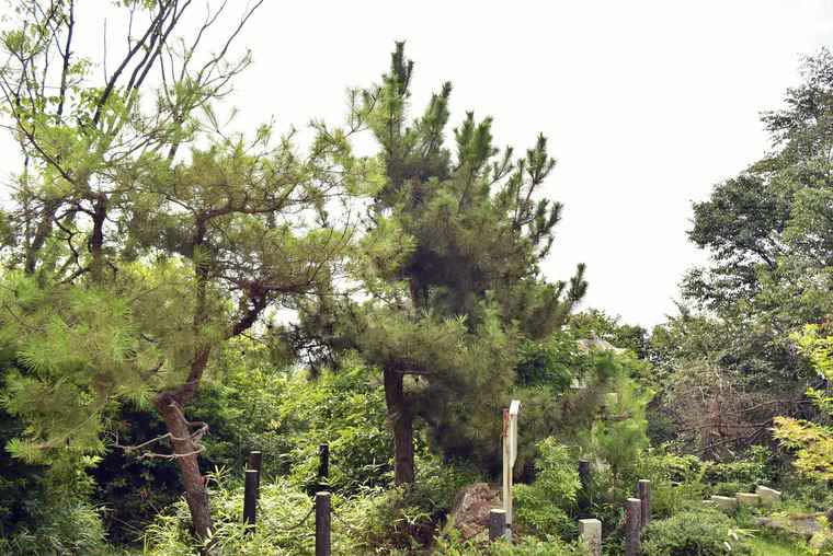 天王山ハイキングコースの旗立松展望台