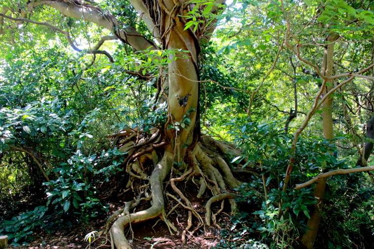 所狭しと植えられた常緑樹