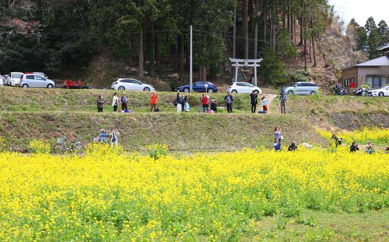 小湊鉄道のトロッコ列車  車窓風景 菜の花畑