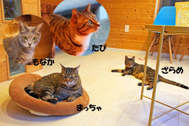 千葉　鹿の音がこだまする御宿 離れ 花山水　猫