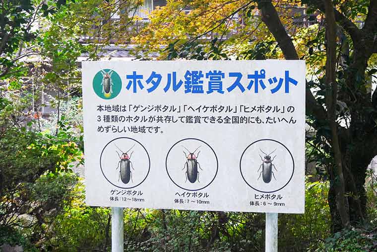 3種類のホタルが生息する