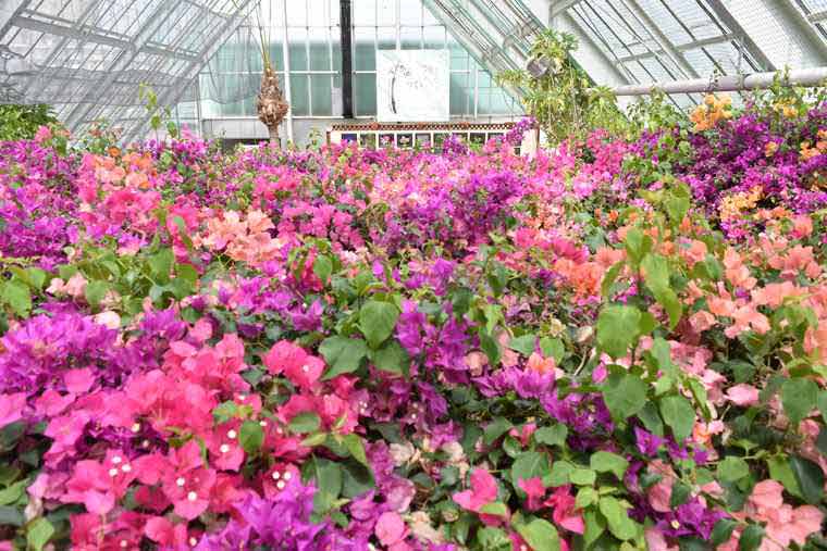 湯の川温泉　函館市熱帯植物園