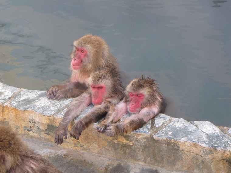 湯の川温泉　函館市熱帯植物園　温泉に入るサル