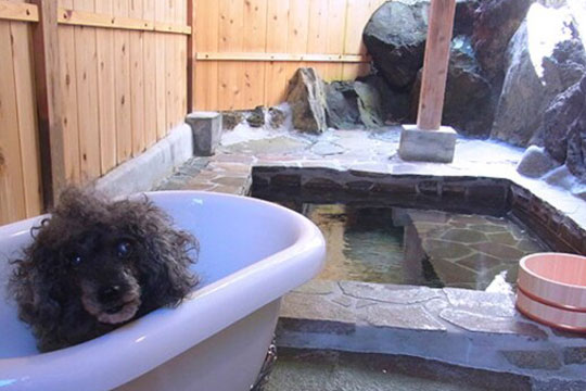 伊豆高原の小さな隠れペット宿　ブランニューデイ（ｂｒａｎｄ-ｎｅｗ　ｄａｙ）