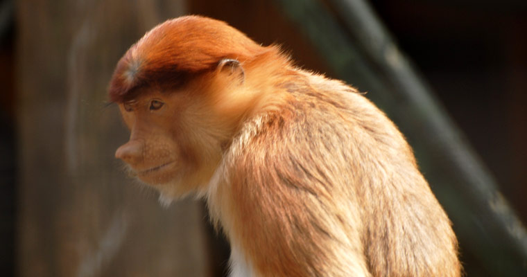 よこはま動物園ズーラシア