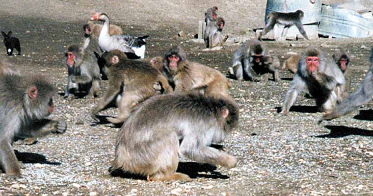 高宕山自然動物園