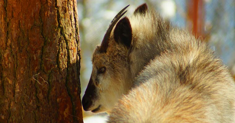 長野市茶臼山動物園