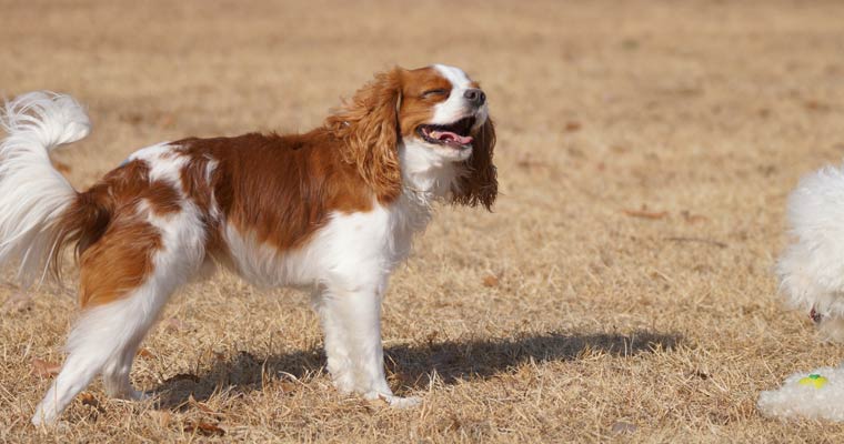 ＩＰＣわんわん動物園