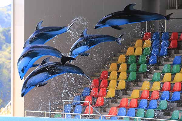 高く、息ピッタリのイルカジャンプ