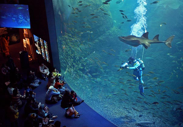 ダイバーも出演する“うおゴコロ”