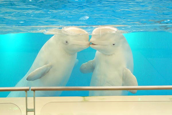 八景島シーパラダイスのアイドル、シロイルカ（ベルーガ）