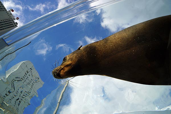 アシカが空を飛ぶように泳ぐ「アクアリング」