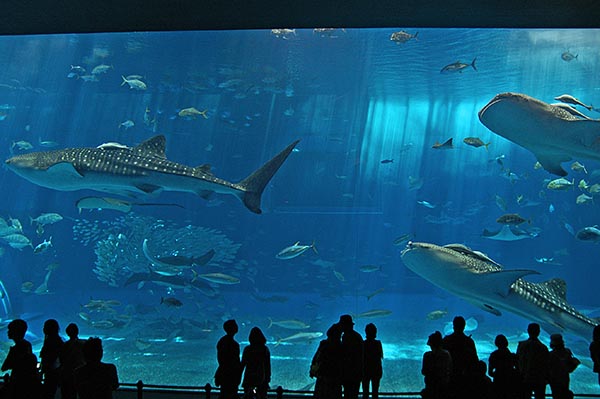沖縄の海そのもの。「黒潮の海」水槽