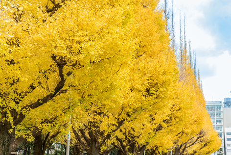 神宮外苑銀杏並木
