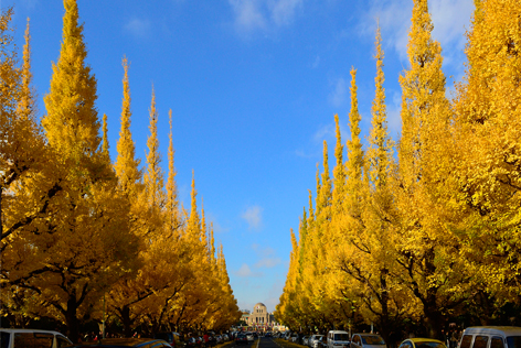神宮外苑銀杏並木