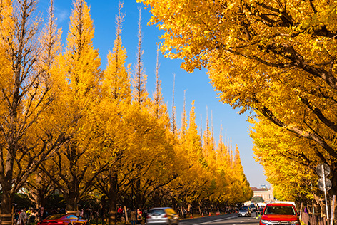 神宮外苑銀杏並木