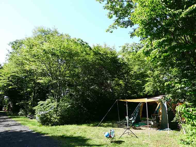 木々に囲まれたサイト