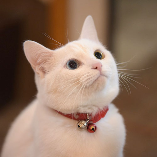 別府・鉄輪　神丘温泉　豊山荘「ふく」