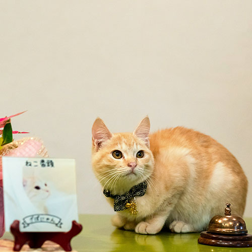 鉄輪温泉　かんなわ　ゆの香「ざぼん」