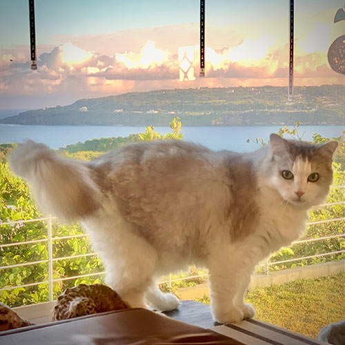 珊瑚Ａｖｅｎｕｅ「チッチ」